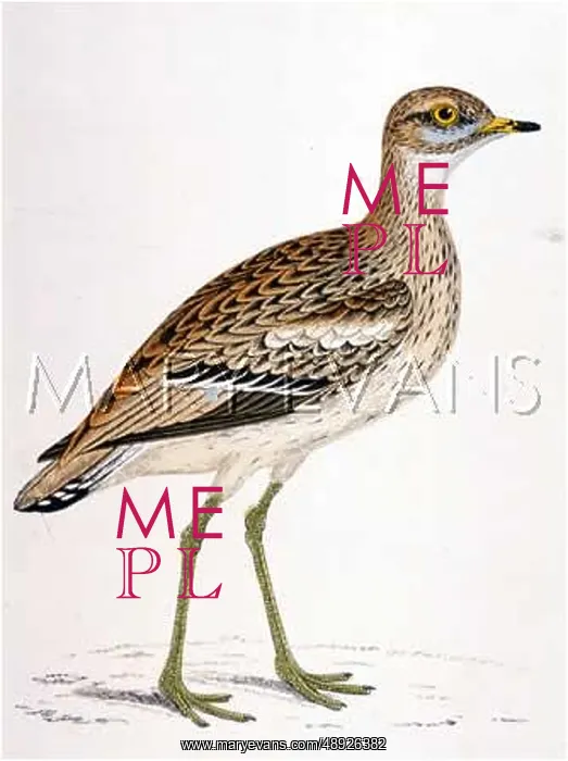 : STONE CURLEW : STONE CURLEW