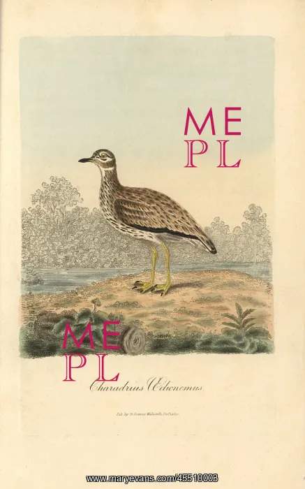 : Stone curlew, Burhinus oedicnemus : Stone curlew, Burhinus oedicnemus