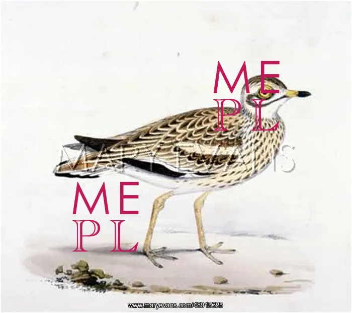  : STONE CURLEW (MORRIS)