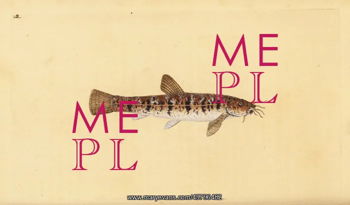 : Stone loach, Barbatula barbatula : Stone loach, Barbatula barbatula