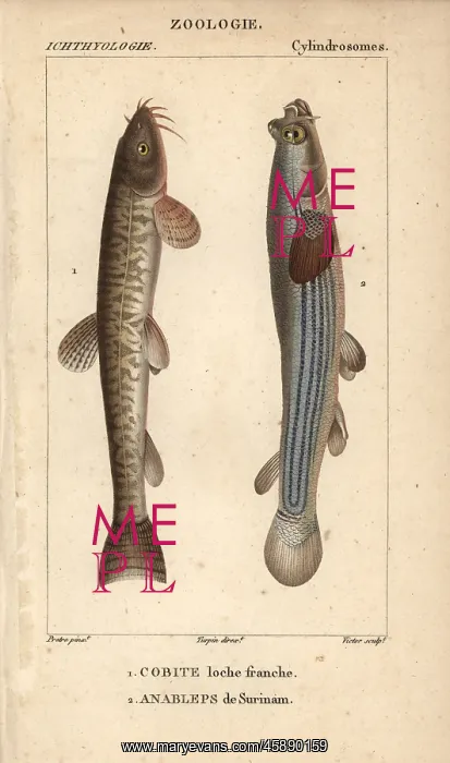 : Stone loach, Barbatula barbatula, and largescale : Stone loach, Barbatula barbatula, and largescale