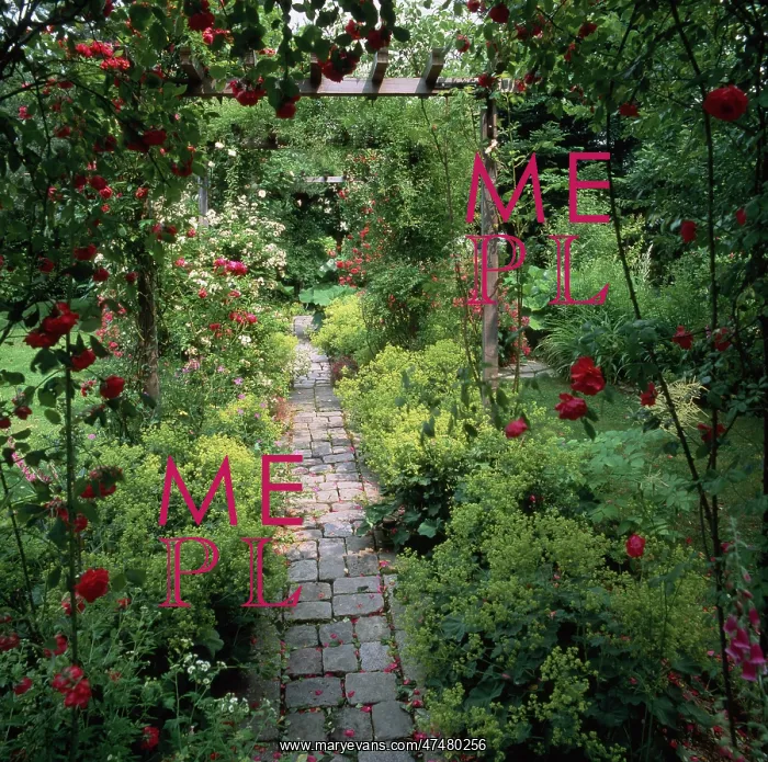  : Stone Path and red roses
