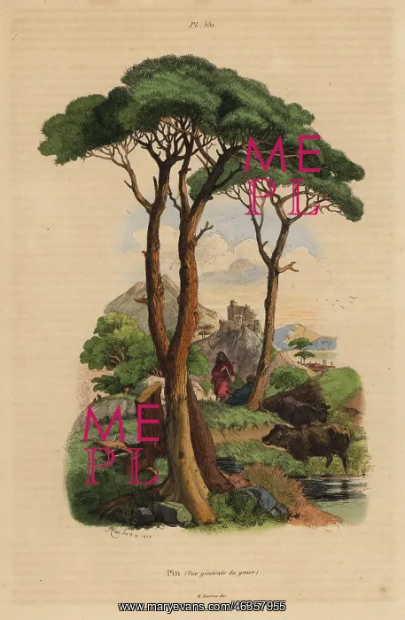 : Stone pine tree, Pinus pinea : Stone pine tree, Pinus pinea