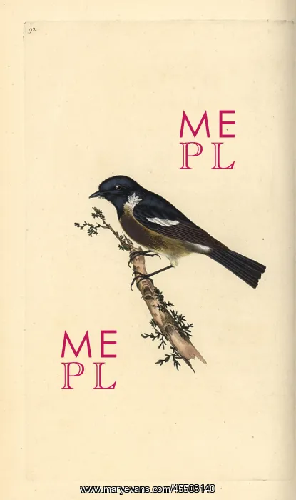 : Stonechat, Saxicola rubicola : Stonechat, Saxicola rubicola