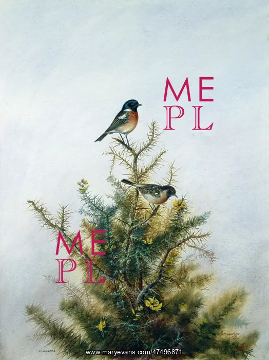 : Stonechats on Gorse : Stonechats on Gorse