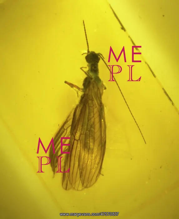 : Stonefly in amber : Stonefly in amber