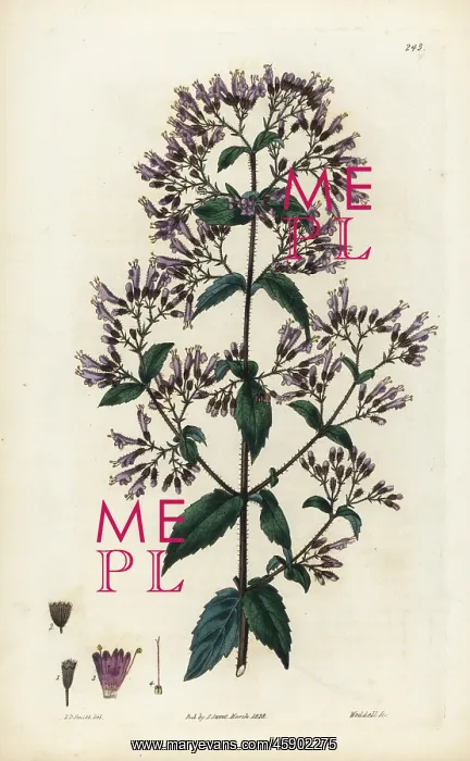 : Stonemint, Cunila origanoides : Stonemint, Cunila origanoides