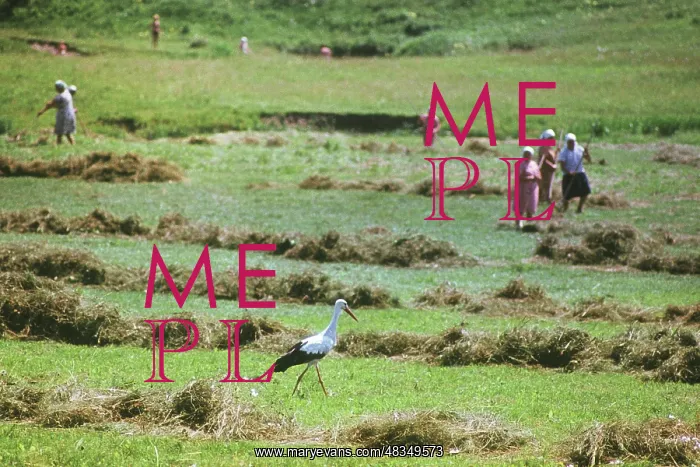 : Stork, 1978 : Stork, 1978