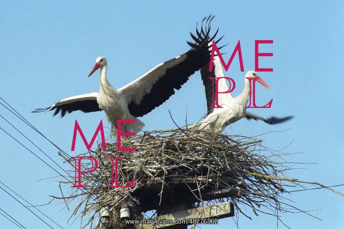: Storks, 1998 : Storks, 1998