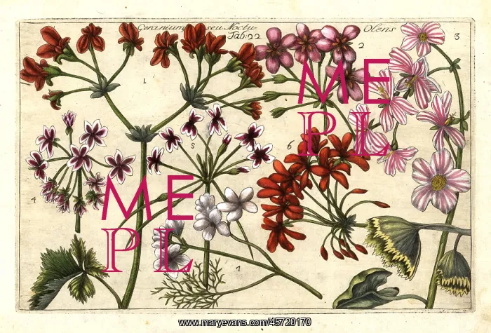 : Stork's-bill, Erodium cicutarium : Stork's-bill, Erodium cicutarium