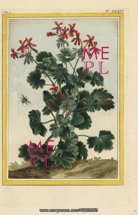 : Stork's bill, Erodium cicutarium : Stork's bill, Erodium cicutarium