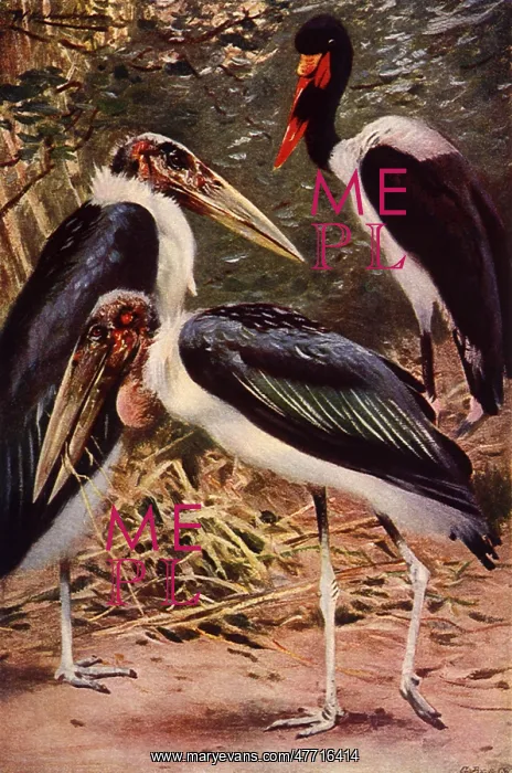  : Storks and Jabirou