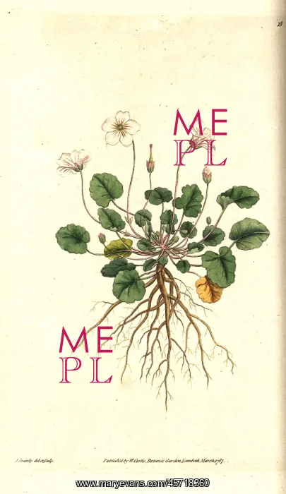 : Storksbill, Erodium reichardii : Storksbill, Erodium reichardii