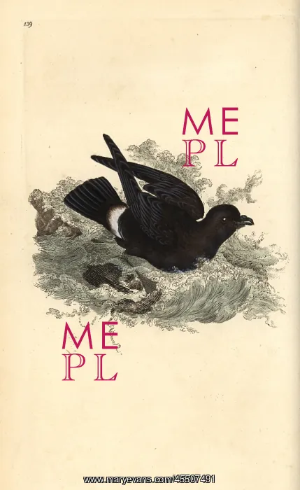 : Storm petrel, Hydrobates pelagicus : Storm petrel, Hydrobates pelagicus