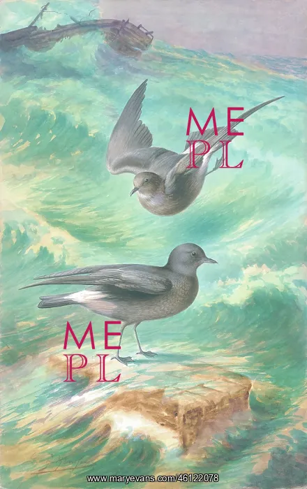  : Storm Petrels