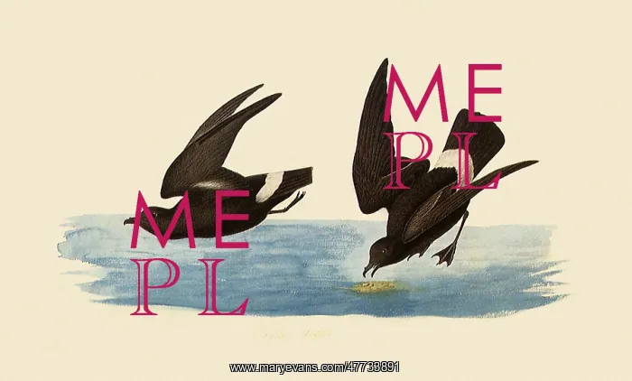  : Storm Petrels