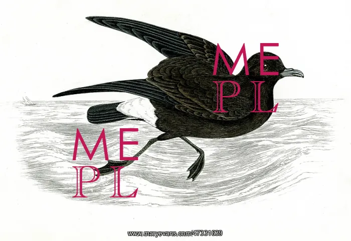  : STORMY PETREL