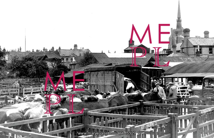  : Stowmarket, the Cattle Market c1955
