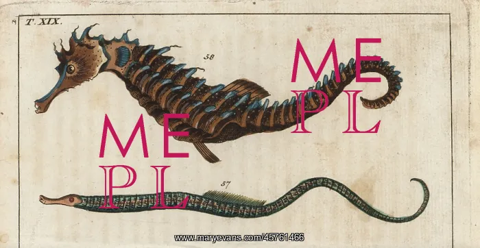: Straight-nosed pipefish and seahorse : Straight-nosed pipefish and seahorse