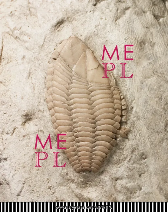 : Stramentum, a fossil barnacle