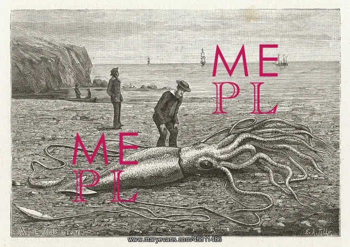 : STRANDED SQUID / CANADA : STRANDED SQUID / CANADA