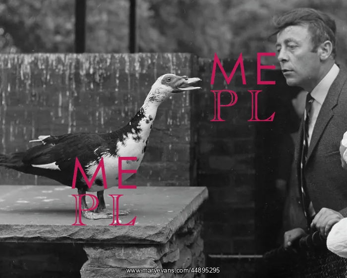 : Strange bird squawks at a man : Strange bird squawks at a man
