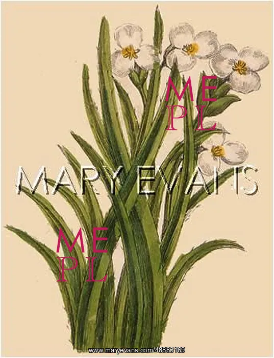  : STRATIOTES ALOIDES