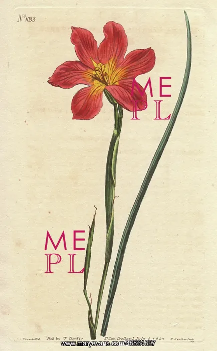 : Straw-coloured equal-flowered moraea or Cape : Straw-coloured equal-flowered moraea or Cape