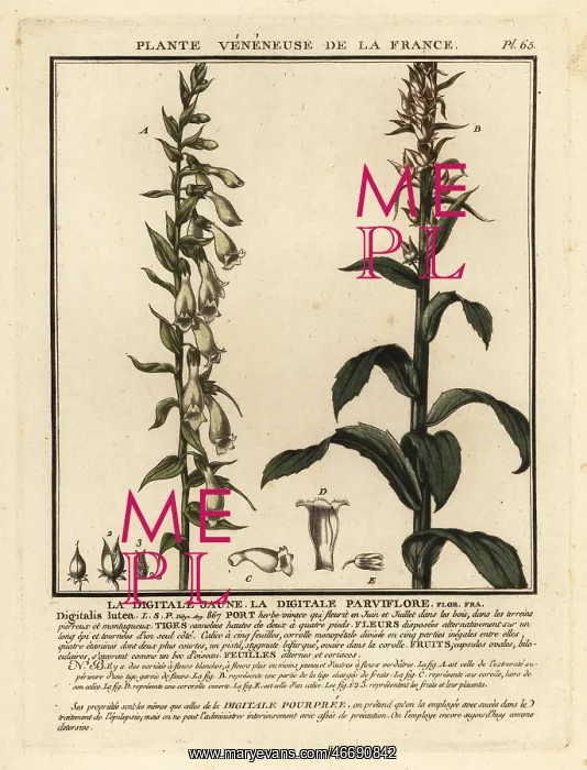 : Straw foxglove, Digitalis lutea : Straw foxglove, Digitalis lutea