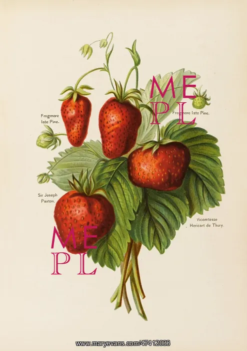 : STRAWBERRIES : STRAWBERRIES