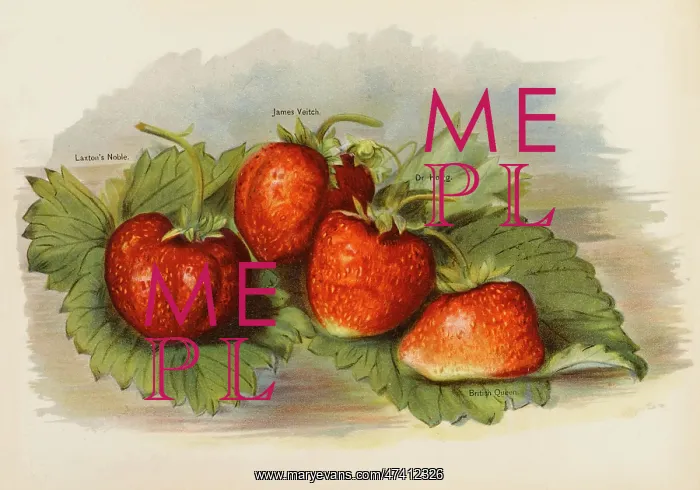  : STRAWBERRIES