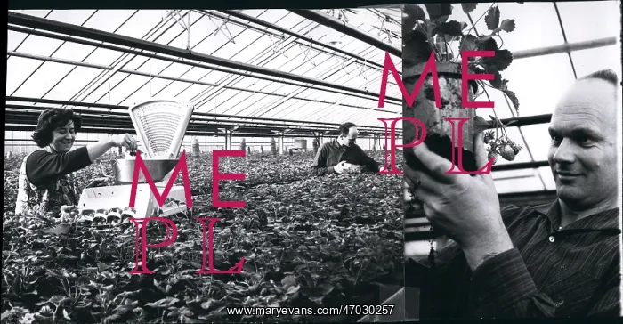 : Strawberries growing in greenhouse, Germany : Strawberries growing in greenhouse, Germany