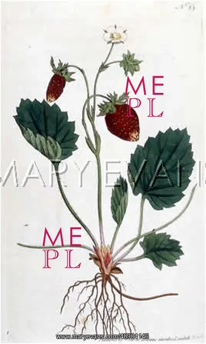  : STRAWBERRY / 1796