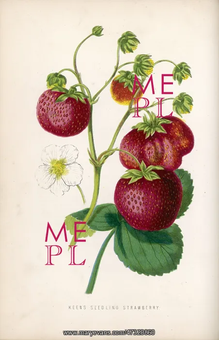  : STRAWBERRY / 1871
