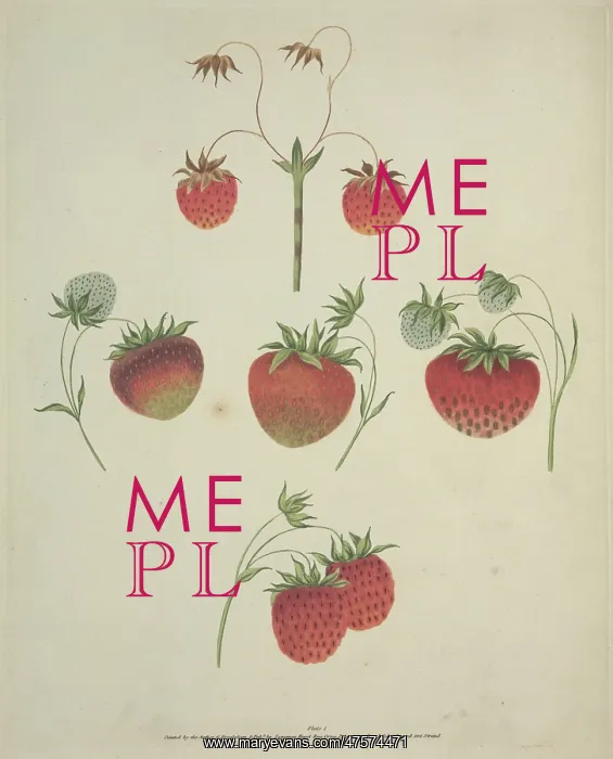 : The Strawberry : The Strawberry