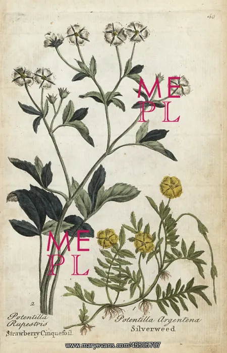 : Strawberry cinquefoil and silverweed : Strawberry cinquefoil and silverweed