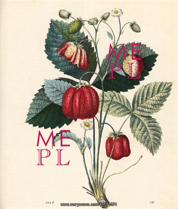 : Strawberry, Fragaria ananassa : Strawberry, Fragaria ananassa
