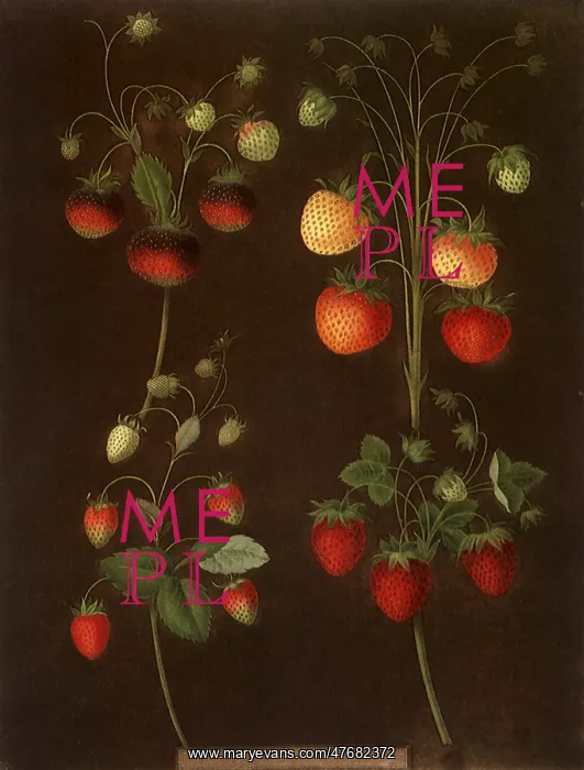 : Strawberry, Fragaria spp : Strawberry, Fragaria spp