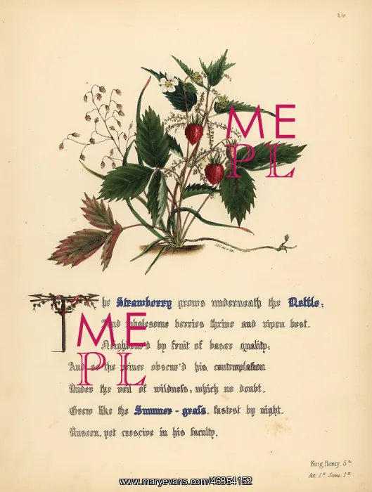 : Strawberry, Nettle and Summer-grass (King Henry V) : Strawberry, Nettle and Summer-grass (King Henry V)