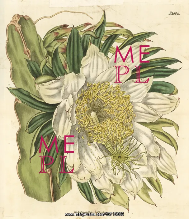 : Strawberry pear, Hylocereus trigonus : Strawberry pear, Hylocereus trigonus