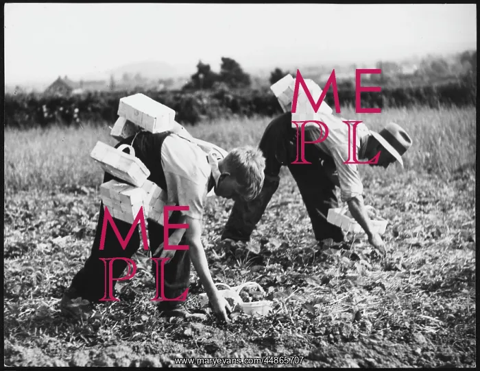 : STRAWBERRY PICKERS : STRAWBERRY PICKERS