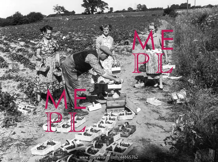 : STRAWBERRY PICKERS : STRAWBERRY PICKERS