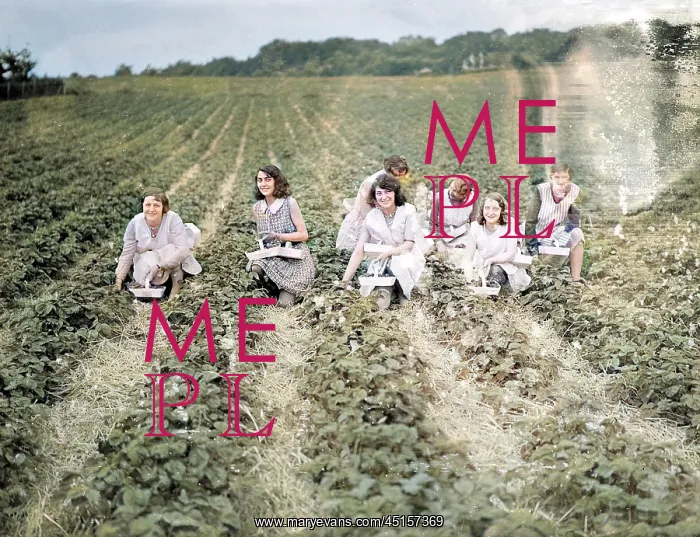 : STRAWBERRY PICKERS : STRAWBERRY PICKERS