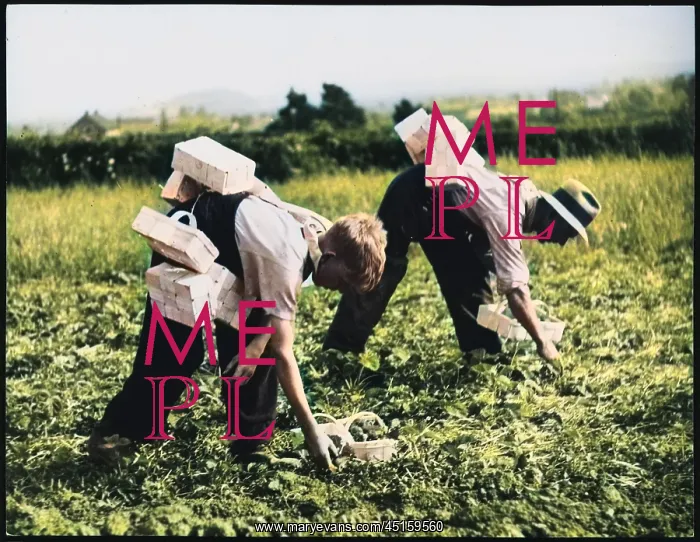 : STRAWBERRY PICKERS : STRAWBERRY PICKERS