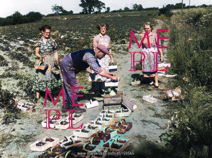 : STRAWBERRY PICKERS : STRAWBERRY PICKERS