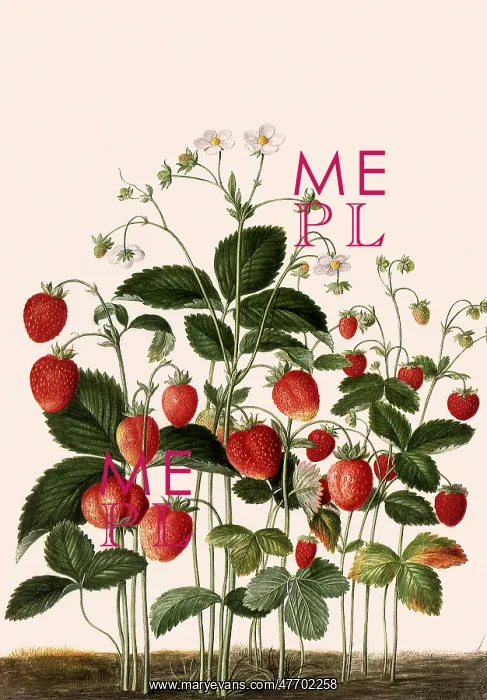 : Strawberry Plant : Strawberry Plant