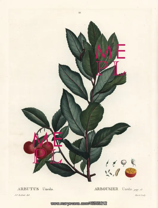 : Strawberry tree, Arbutus unedo : Strawberry tree, Arbutus unedo