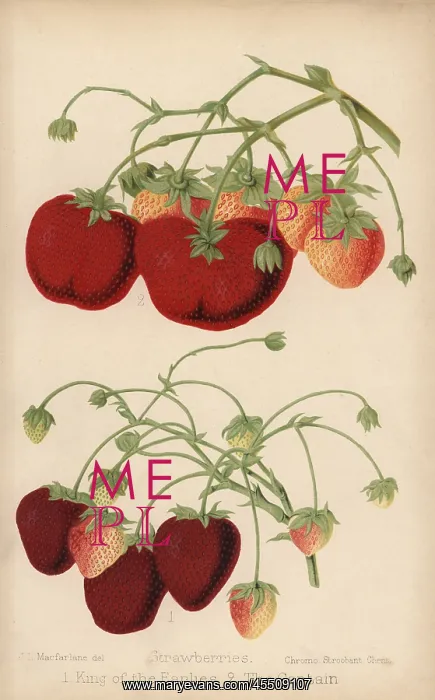 : Strawberry varieties: King of the Earlies and : Strawberry varieties: King of the Earlies and
