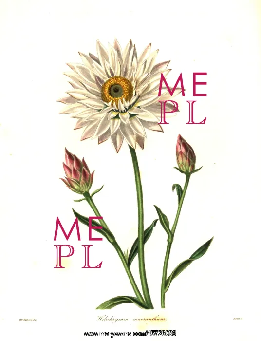 : Strawflower, Helichrysum macranthum : Strawflower, Helichrysum macranthum