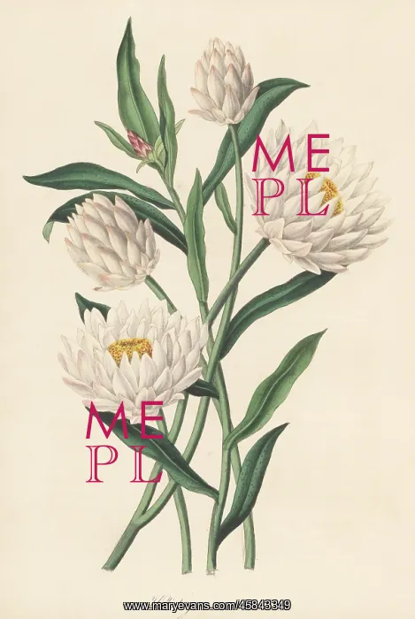: Strawflower, Xerochrysum macranthum : Strawflower, Xerochrysum macranthum